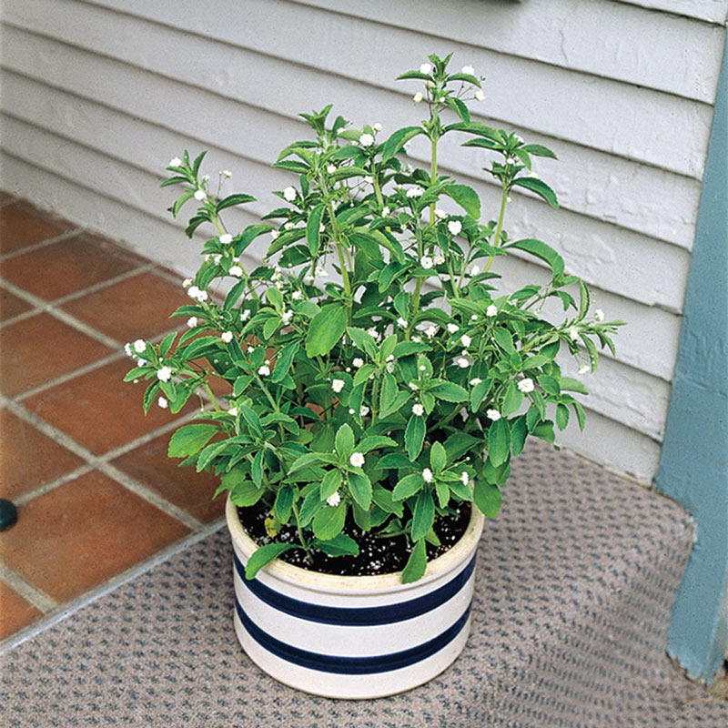 Sweet Leaf Stevia Candy Plant