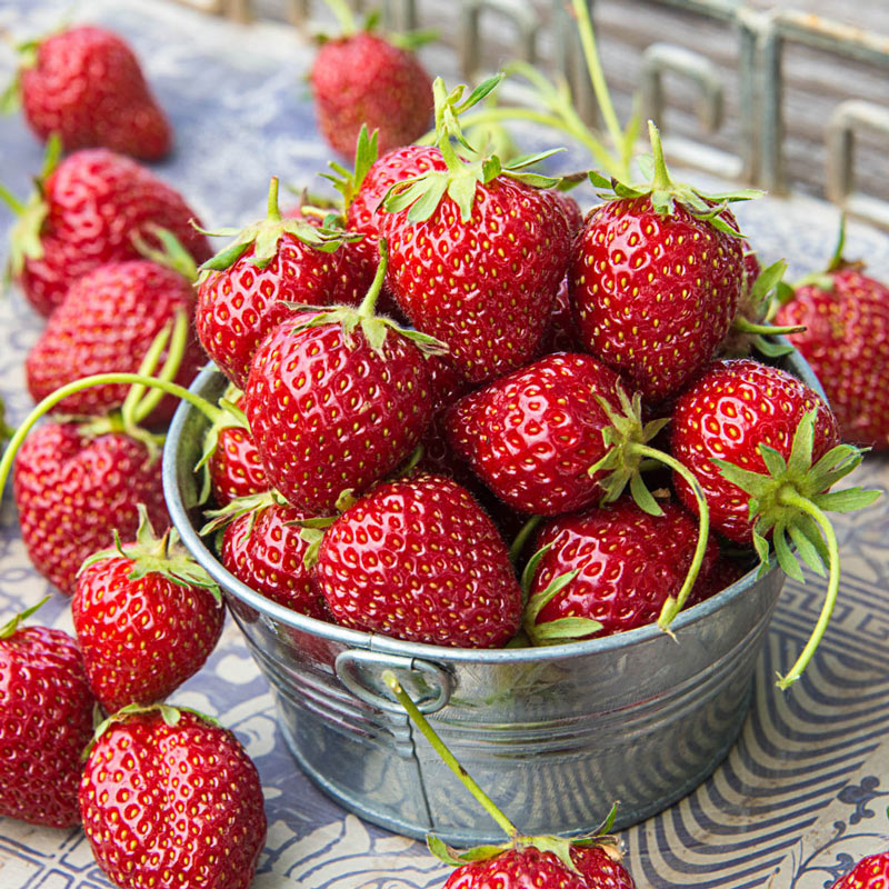 Mara Des Bois Everbearing Strawberry Plant