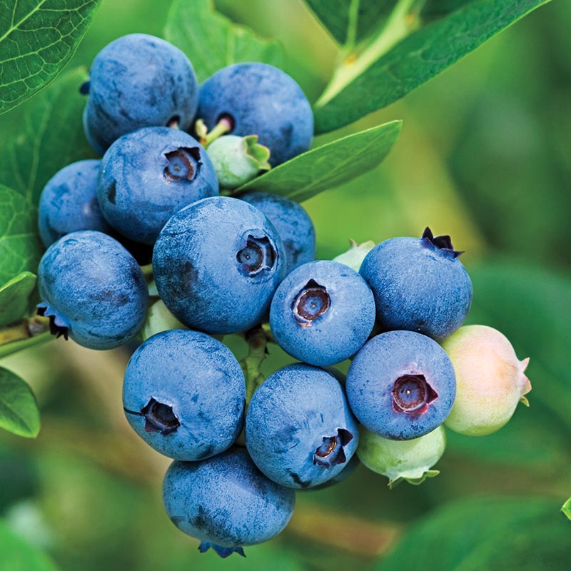 Jubilee Southern Highbush Blueberry