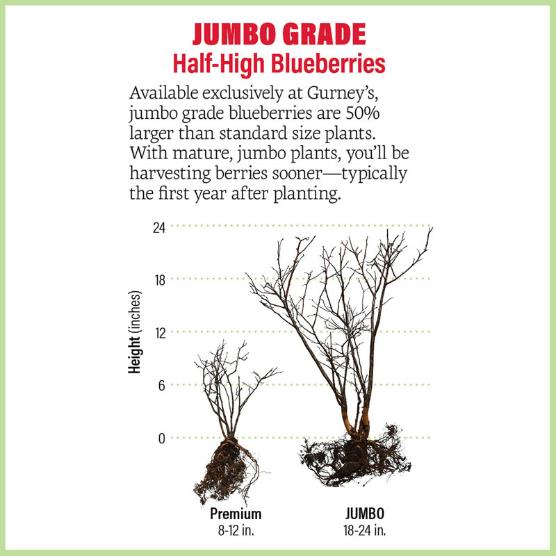 Dwarf Northblue Half-High Blueberry Plant