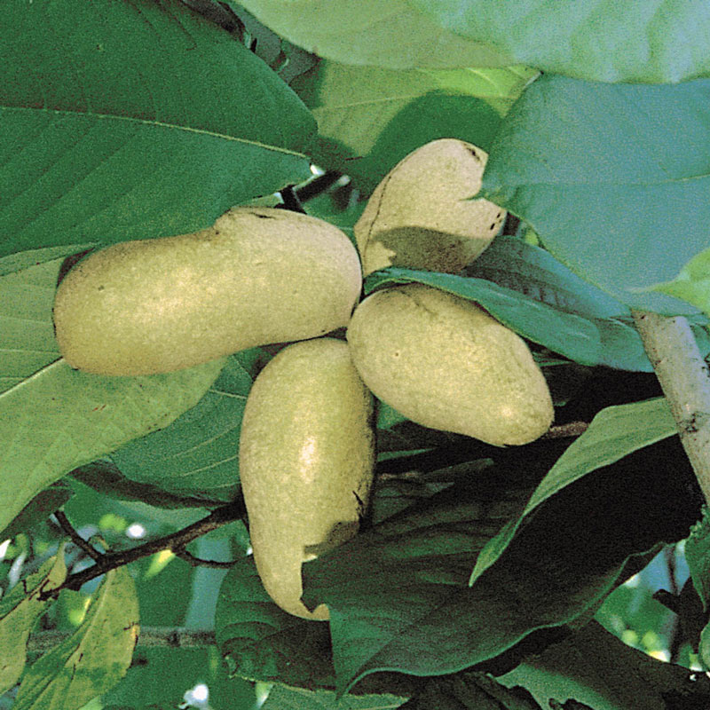 Pawpaw Tree