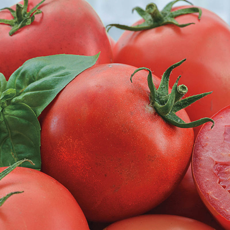 Easy Slice Hybrid Tomato