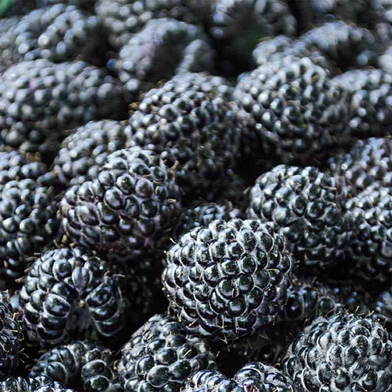 Sweet Repeat Black Raspberry Plant