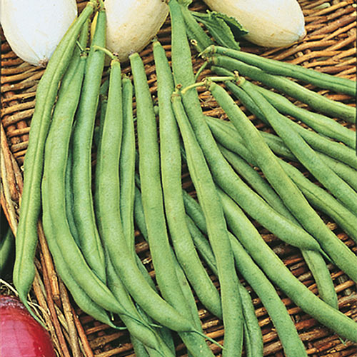 Topcrop Bush Bean Seed