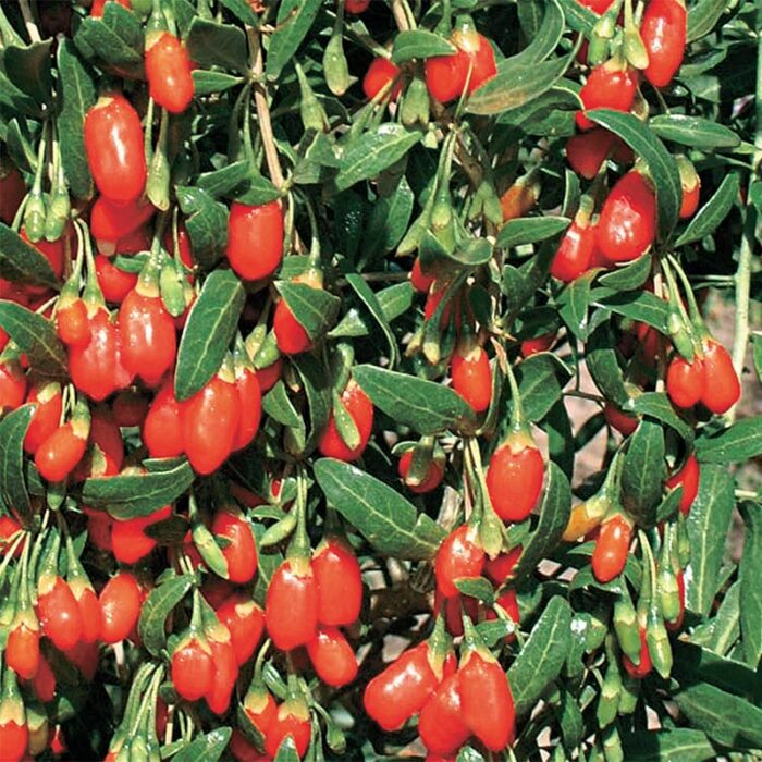 Goji Berry Plant