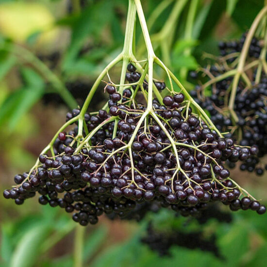 American Elderberry