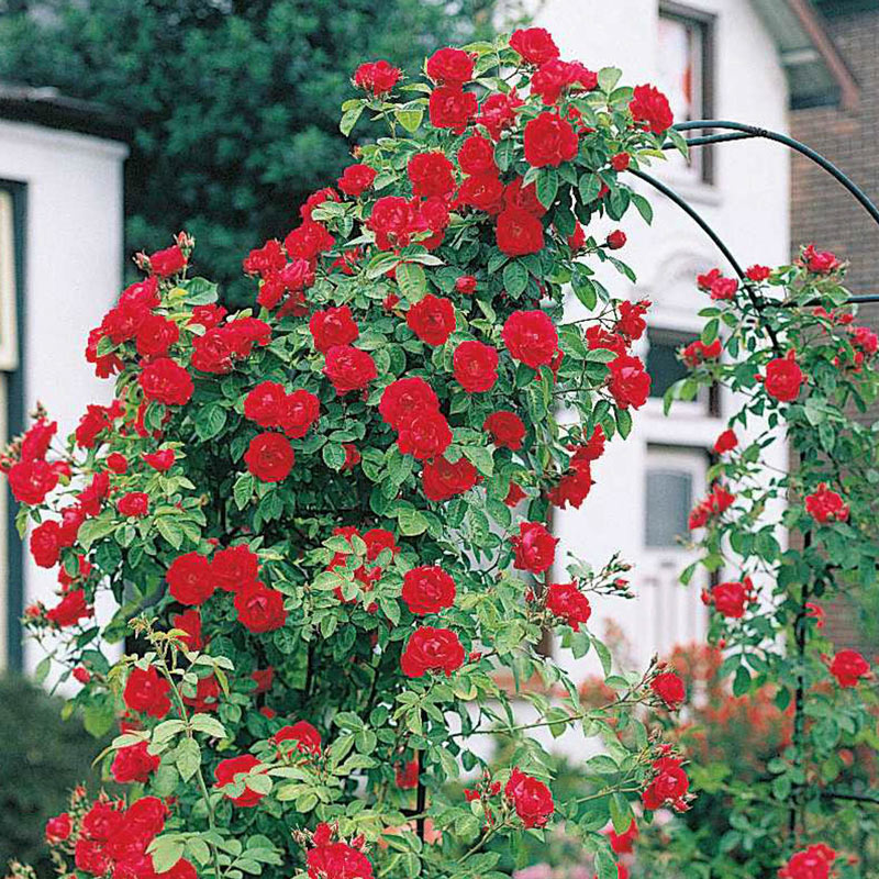 Blaze Improved Climbing Rose Plant