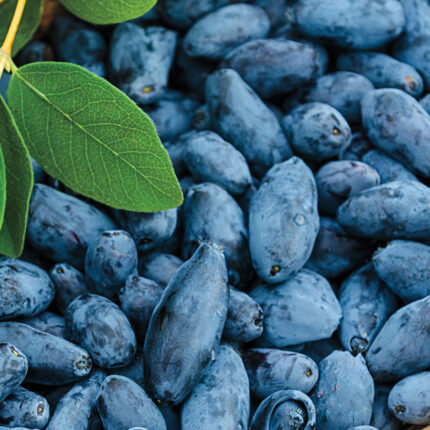 Sunrise Honeyberry Plant