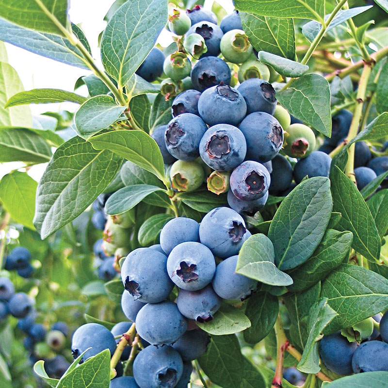 ONeal Southern Highbush Blueberry Plant