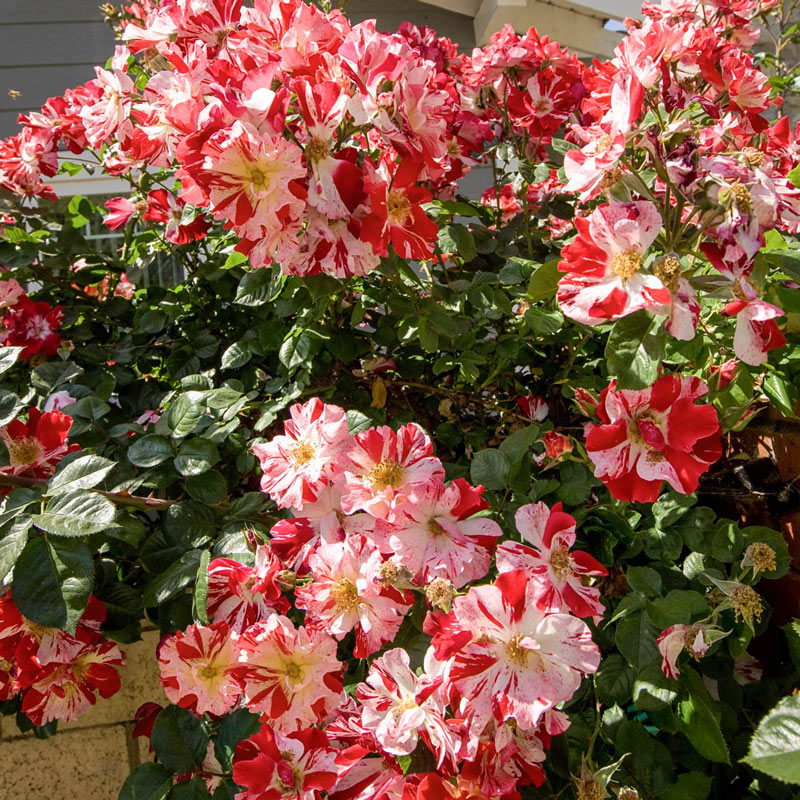 Fourth Of July Climbing Rose Plant