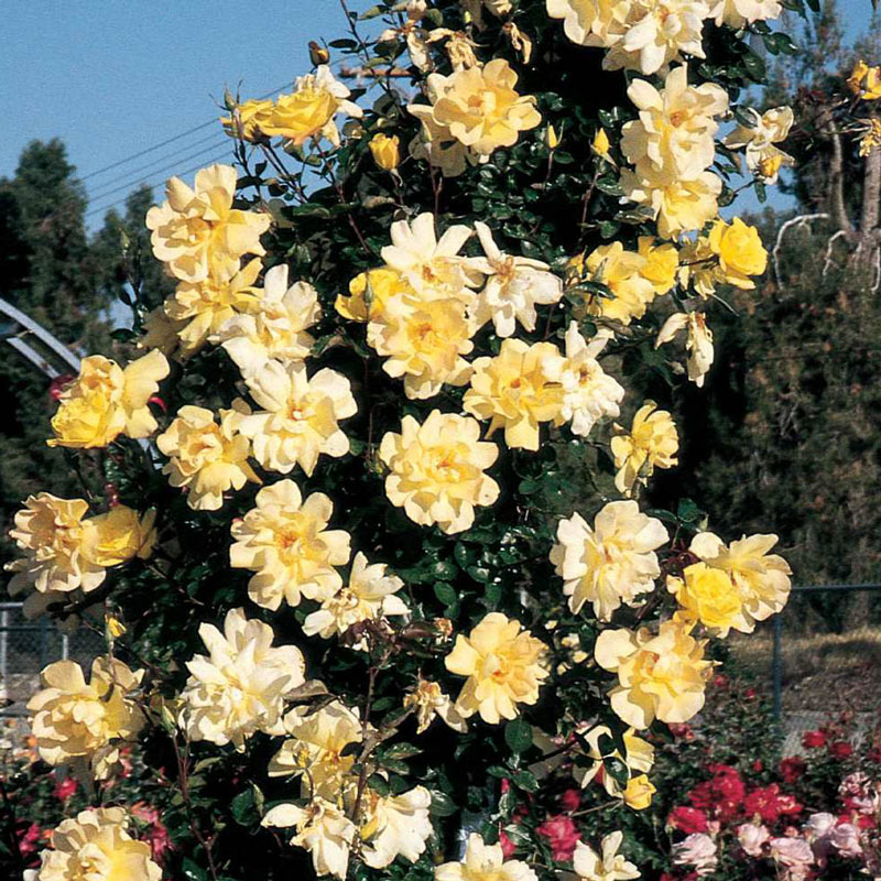 Golden Showers Climbing Rose