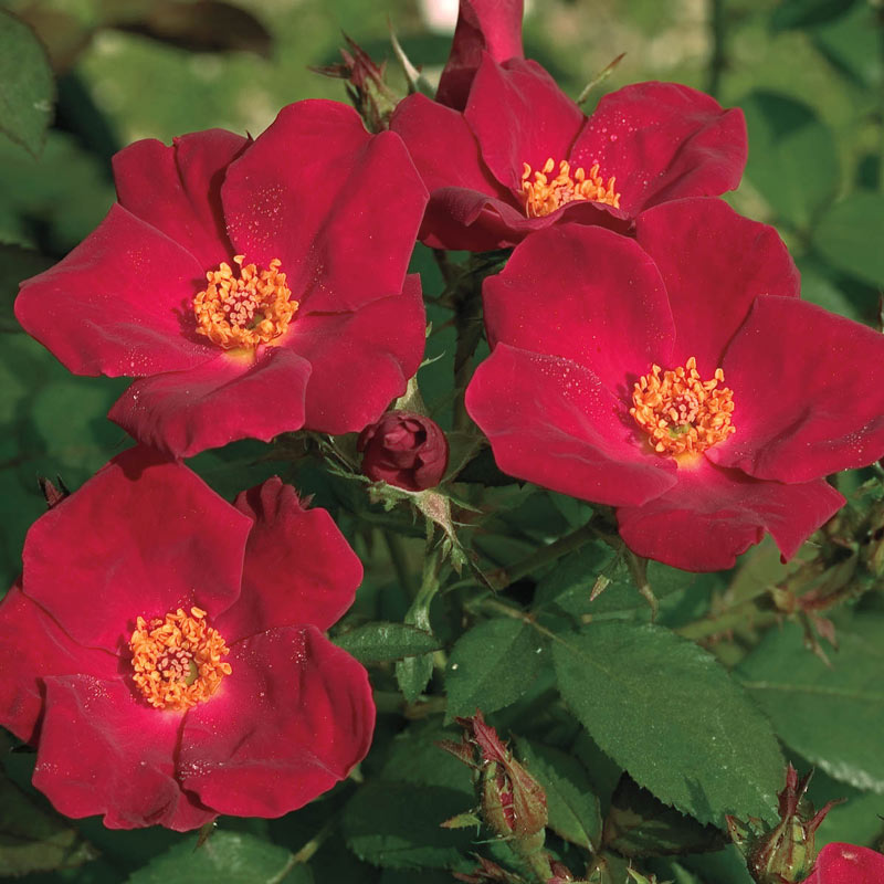 Home Run Shrub Rose