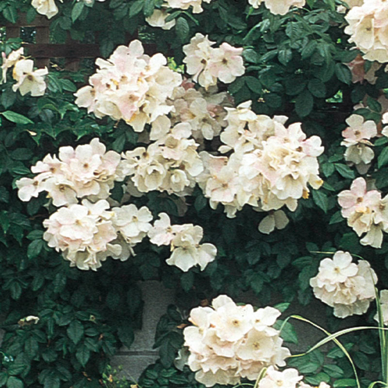 Sally Holmes Climbing Rose