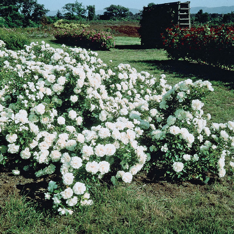 White Meidiland Groundcover Rose