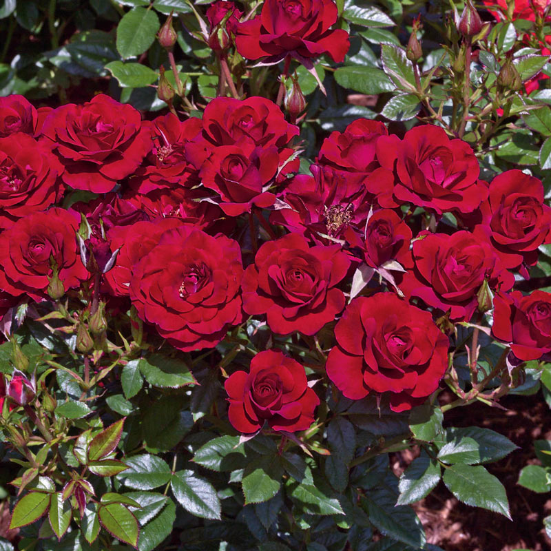 Ruby Ruby Miniature Rose Plant