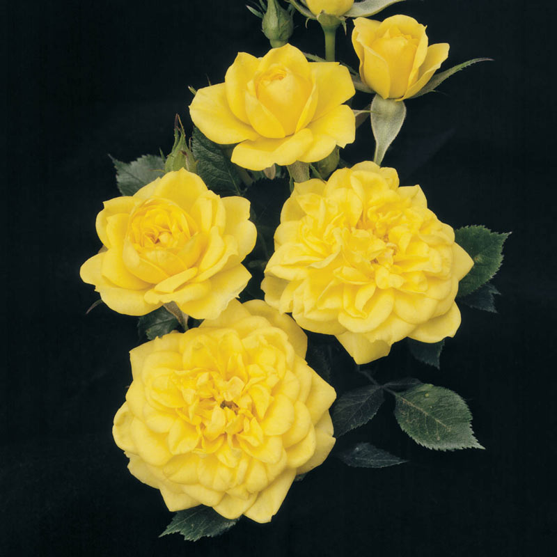 Lemon Drop Miniature Rose