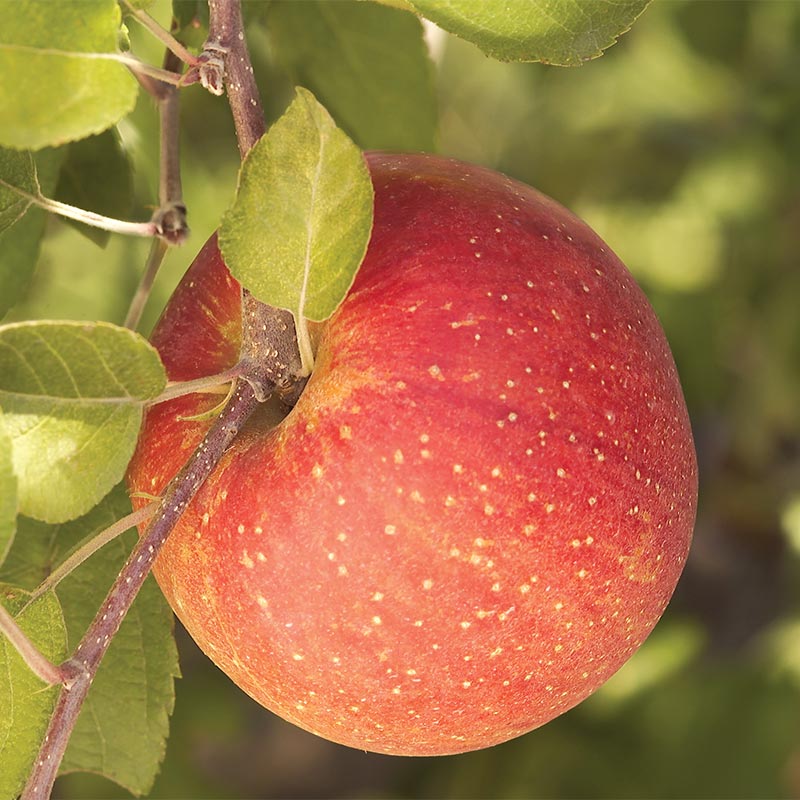 Fuji Apple Tree