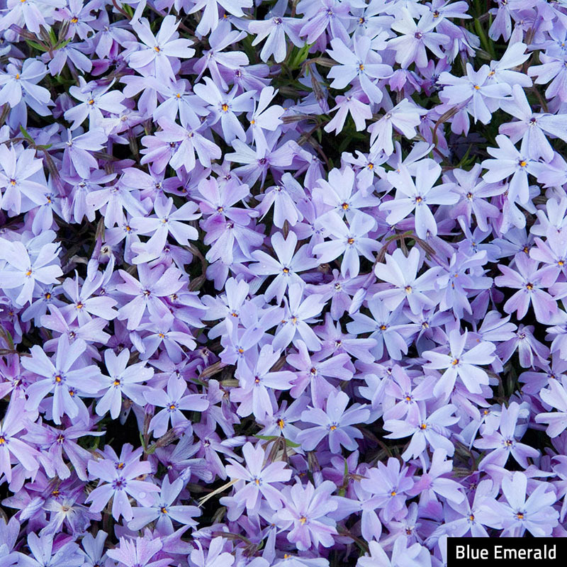 Emerald Blue Creeping Phlox Plant Seed