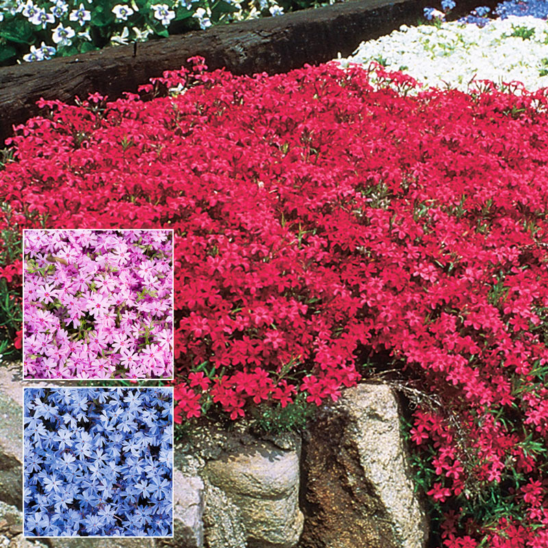 Emerald Blue Creeping Phlox Plant Seed