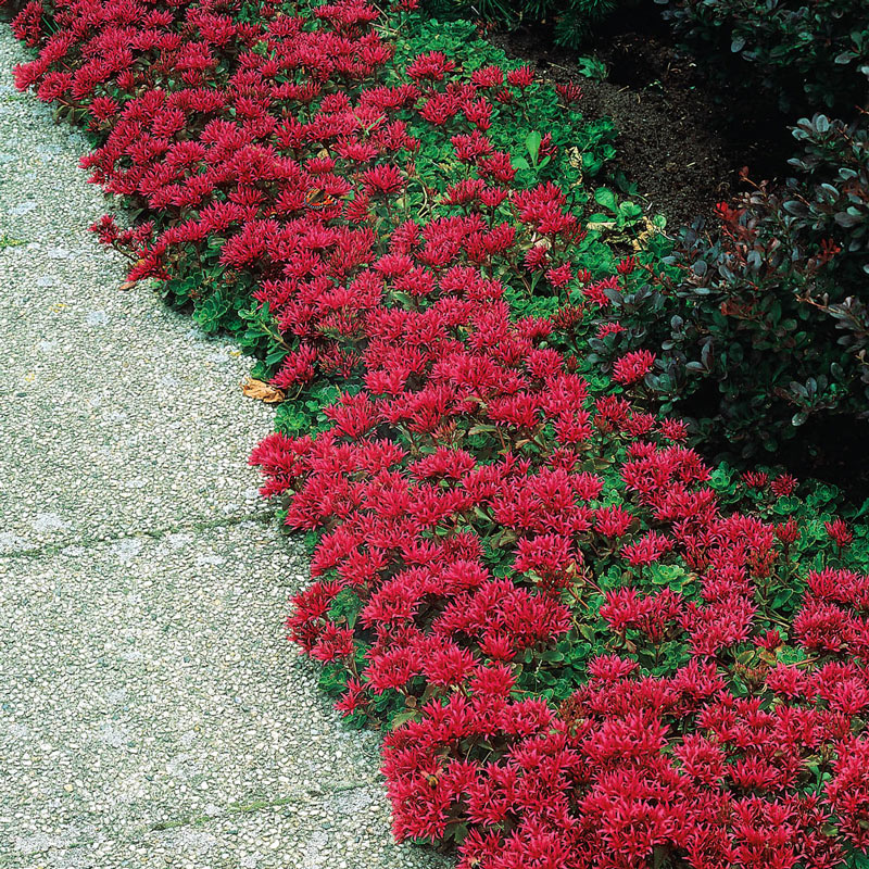 Dragons Blood Sedum