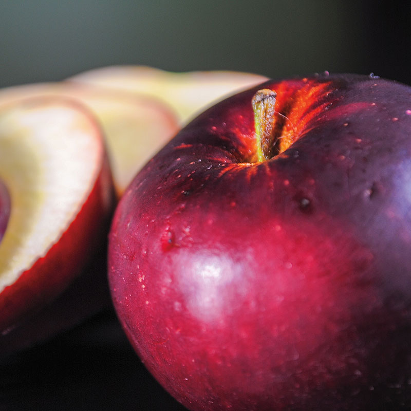 Arkansas Black Apple Tree