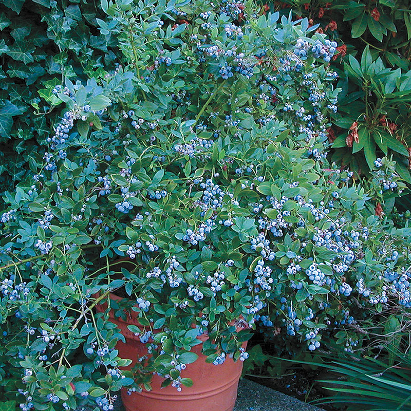 Sunshine Blue Southern Highbush Blueberry Plant