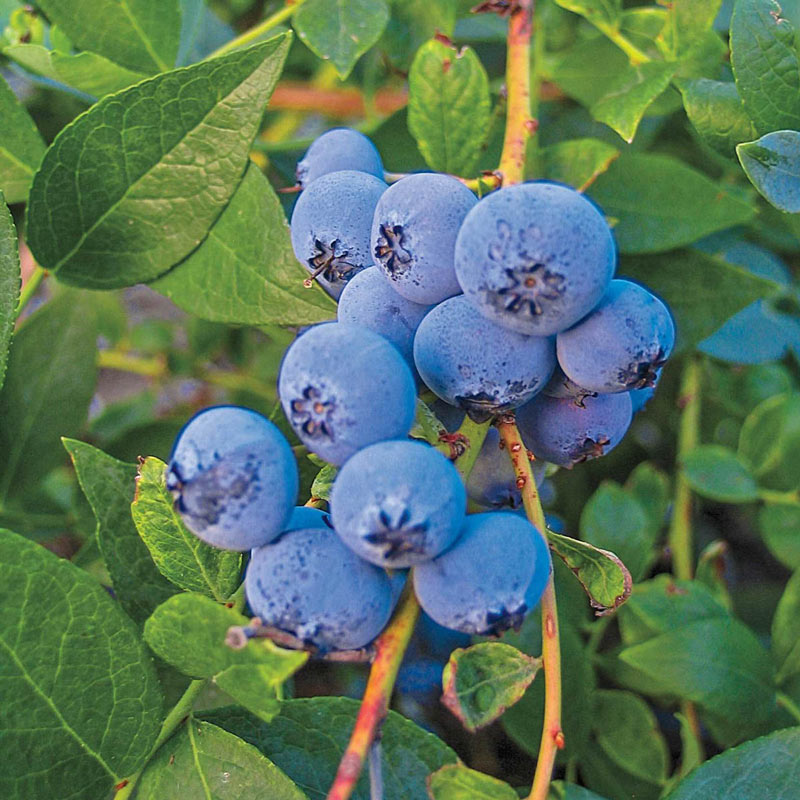 Biloxi Southern Highbush Blueberry Plant