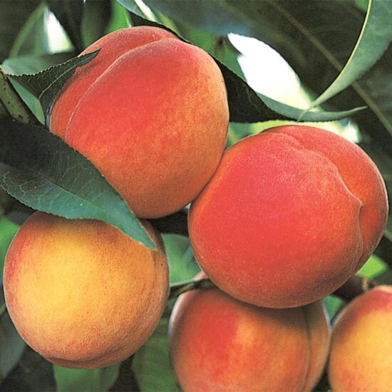 Belle of Georgia Peach Tree