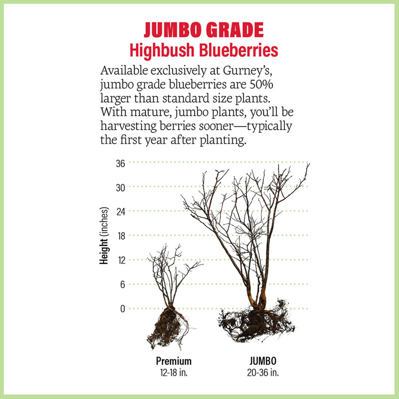 Patriot Northern Highbush Blueberry Plant