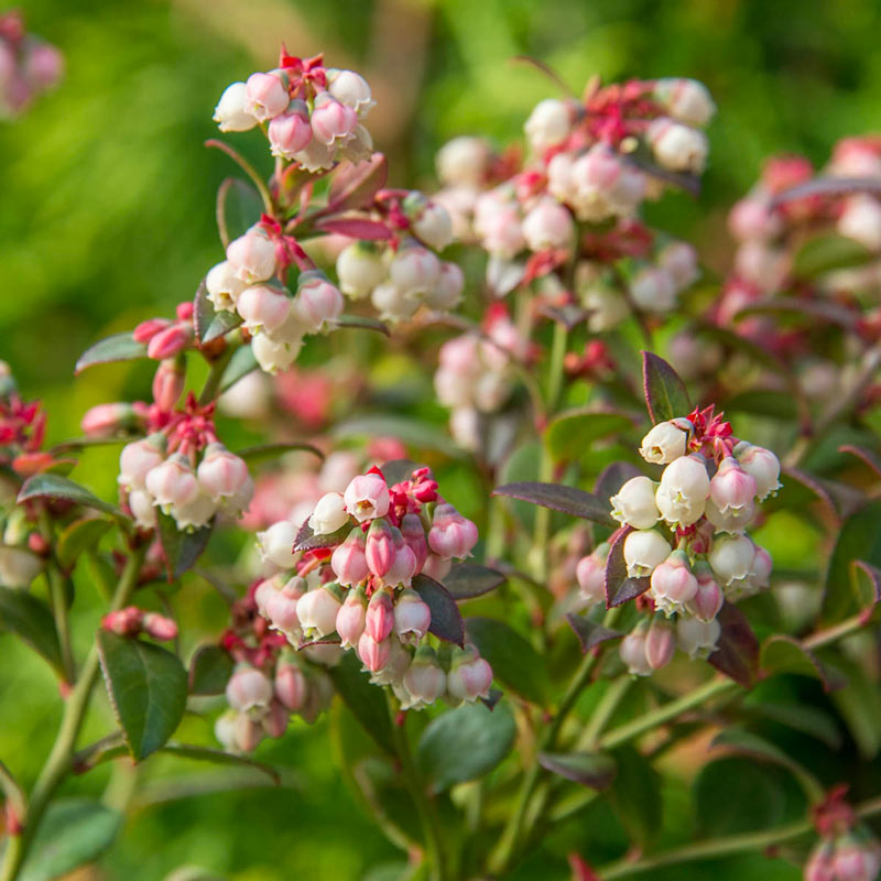 Bluecrop Northern Highbush Blueberry Hedge