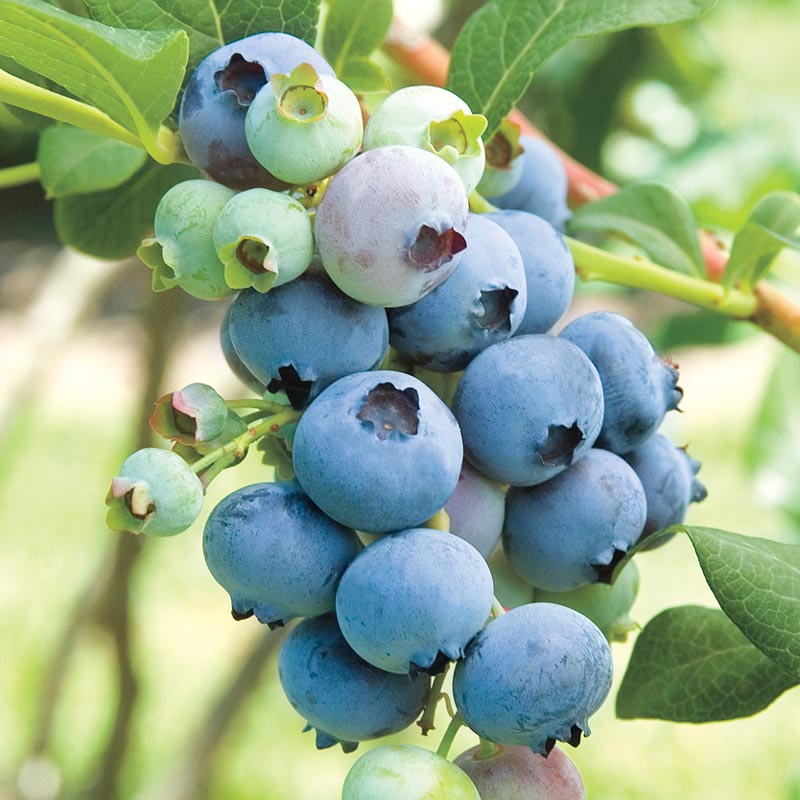 Bluecrop Northern Highbush Blueberry Hedge