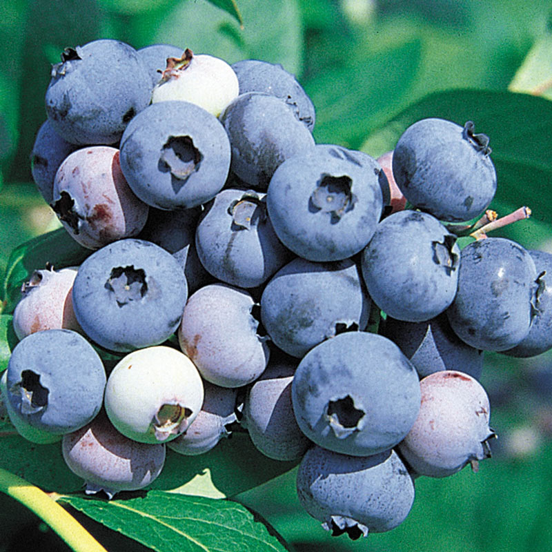 Jersey Northern Highbush Blueberry Plant