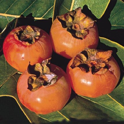 American Persimmon Plant