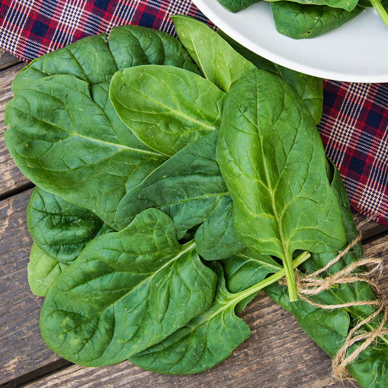 Space Hybrid Spinach