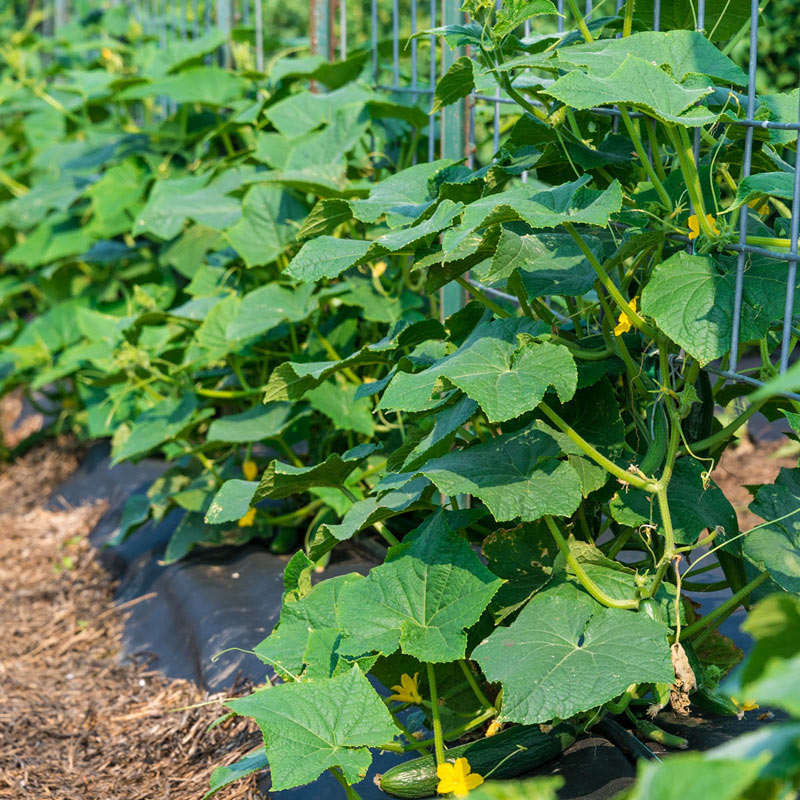 Tasty Green Hybrid Slicing Cucumber Seed