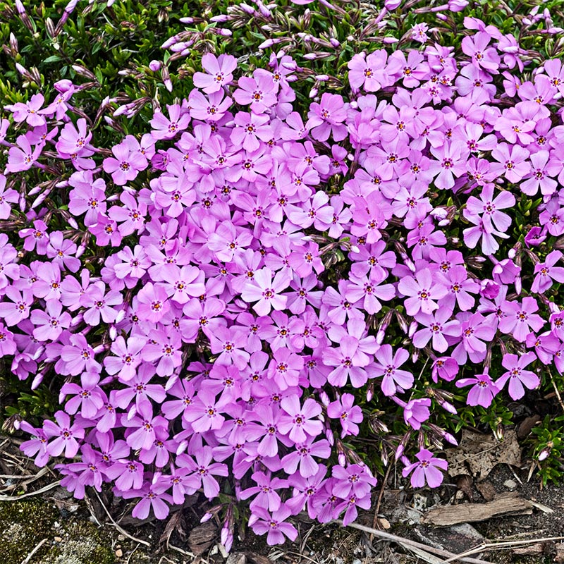 Pink Emerald Creeping Phlox Plant Seed