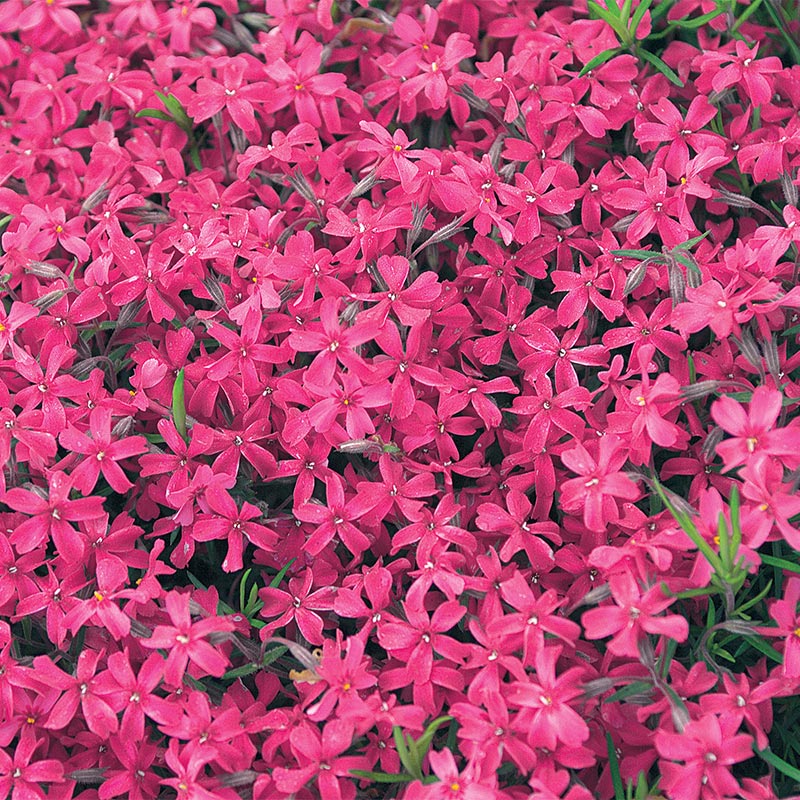 Atropurpurea Creeping Phlox Plant Seed