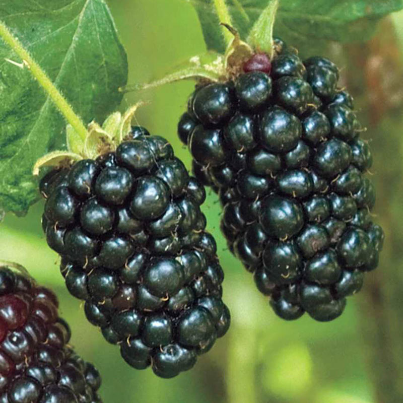 Prime-Ark Freedom Blackberry Plant