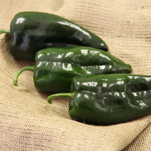 Masivo Hybrid Hot Pepper