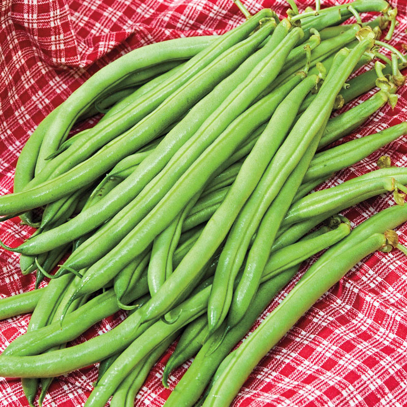 Accelerate Bush Bean Seed