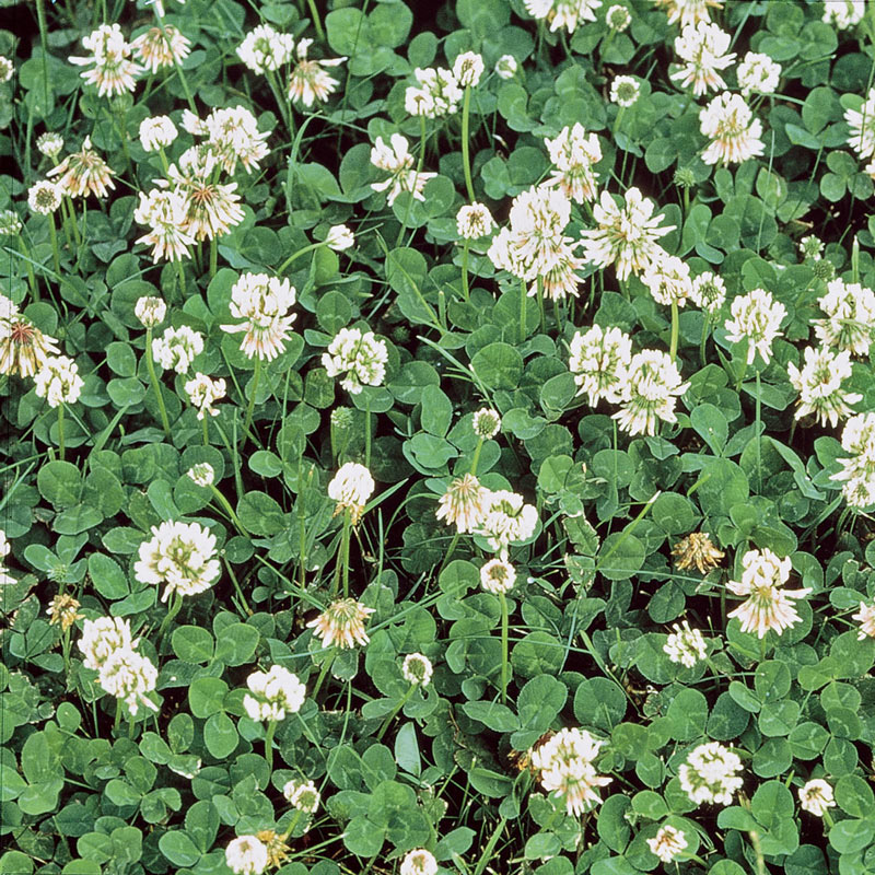 White Dutch Clover Ground Cover