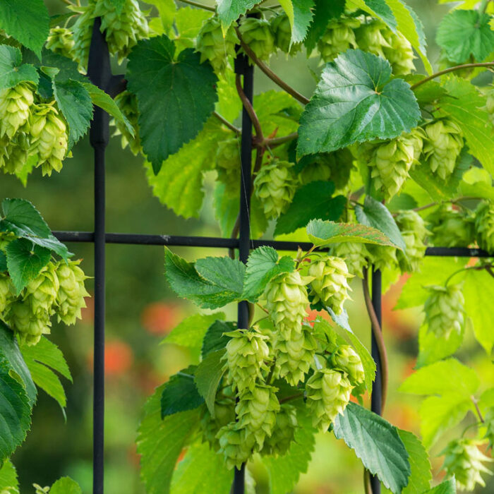 Nugget Hops Vine