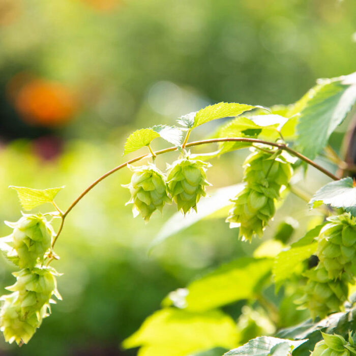 Nugget Hops Vine