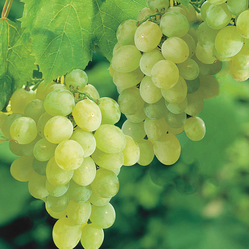 Thompson Seedless Grape Vine