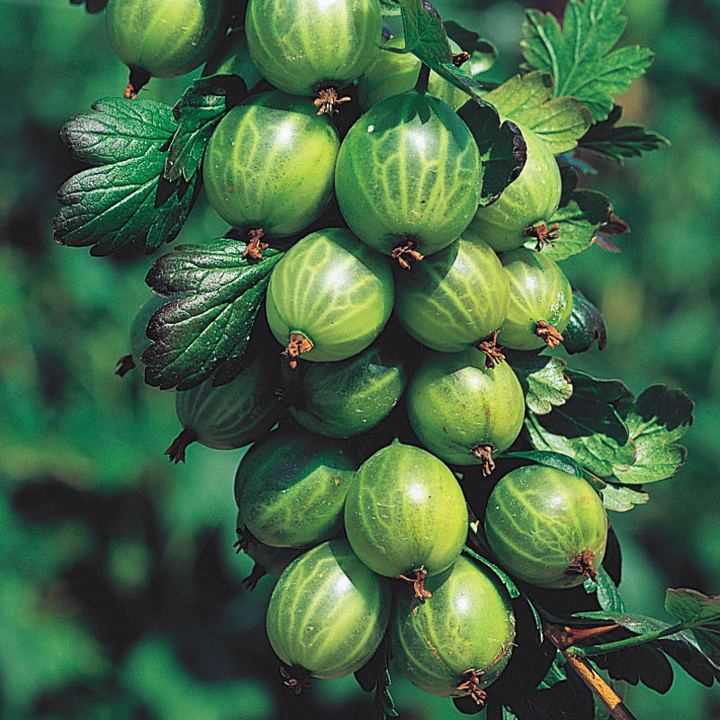 Pixwell Gooseberry Plant