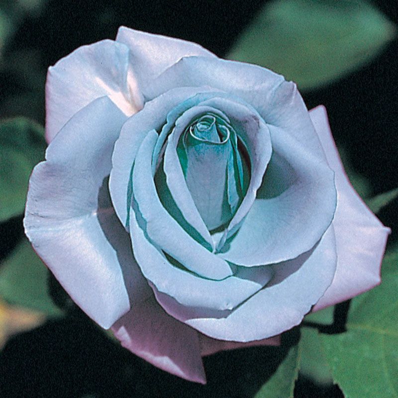 Blue Girl Hybrid Tea Rose Plant