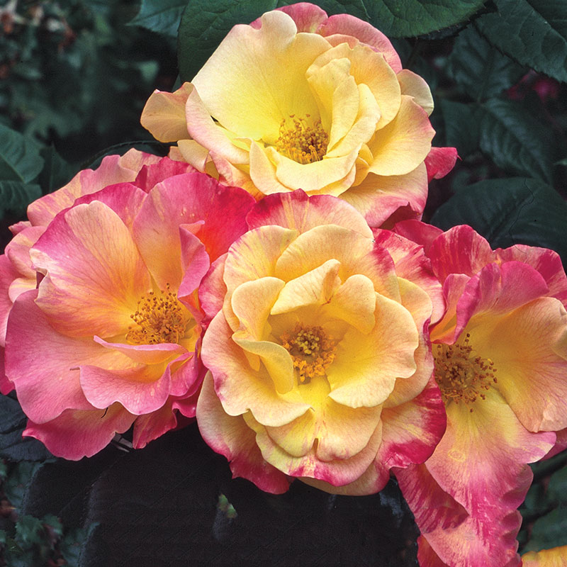 Josephs Coat Climbing Rose Plant