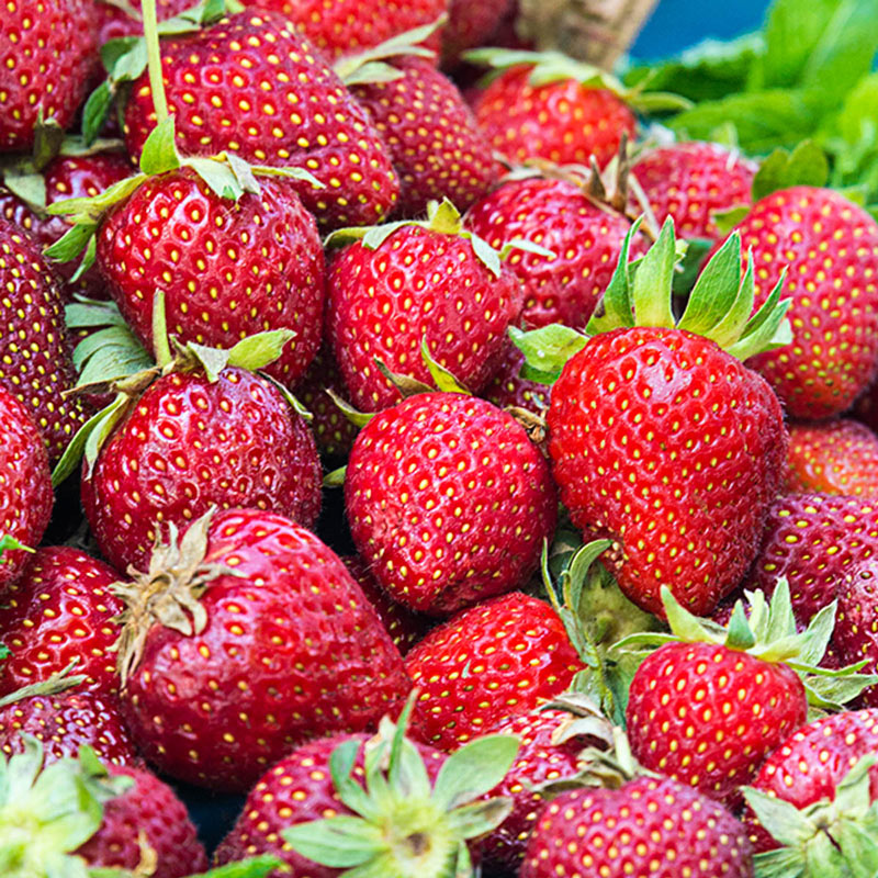 Honeoye Junebearing Strawberry Plant