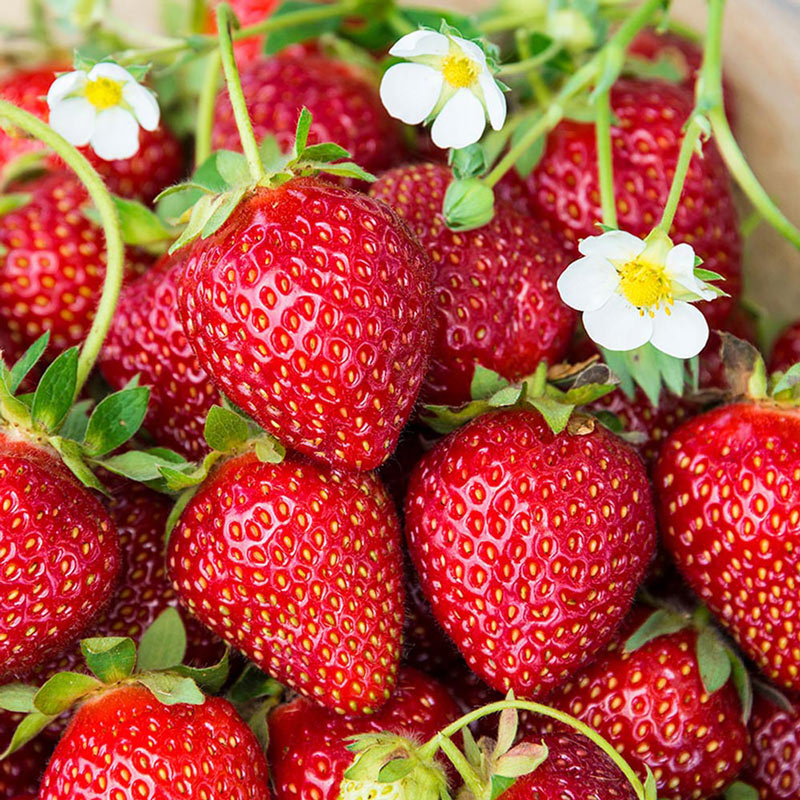 Ozark Beauty Everbearing Strawberry Plant