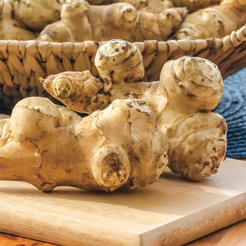 Jerusalem Artichoke Roots